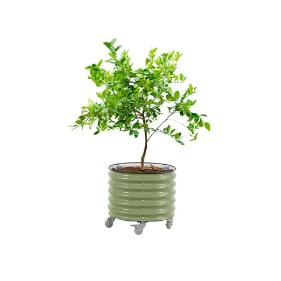 Self Watering Planter - Fioriera a Rullo per Alberi da